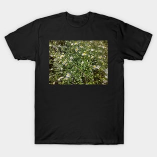 Autum Aster Wildflowers T-Shirt